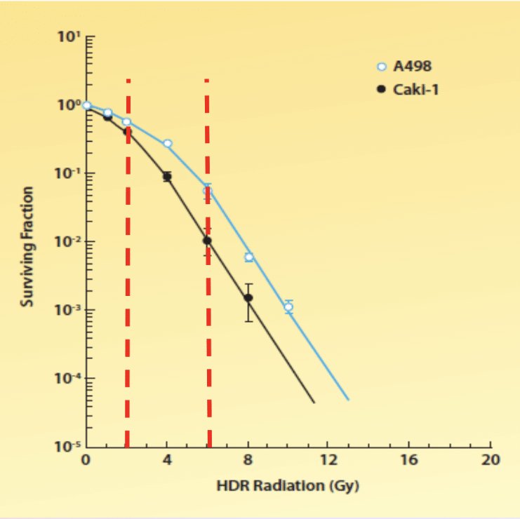 radiobiologic studies of radioimmunotherapy and external beam radiotherapy in vitro and in vivo in human RCC xenografts demonstrated that there was small fraction cell kills at doses of 2 Gy (i.e., radioresistant); however, there was evidence of logarithmic cell kill at doses >6 Gy (i.e., potentially radiosensitive)