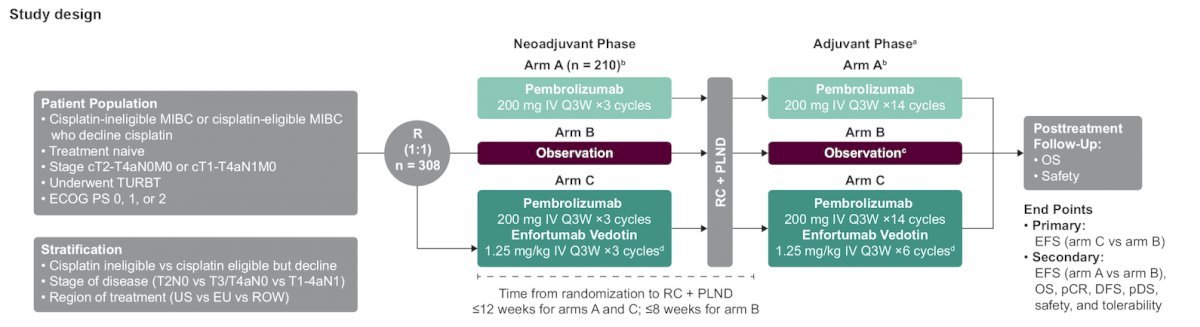 Another study in this space is the EV-303, which employs a sandwich approach and compares three perioperative strategies: neoadjuvant pembrolizumab alone, observation, and pembrolizumab + EV. All are followed by RC and then either adjuvant pembrolizumab, observation, or pembrolizumab + EV in the adjuvant setting