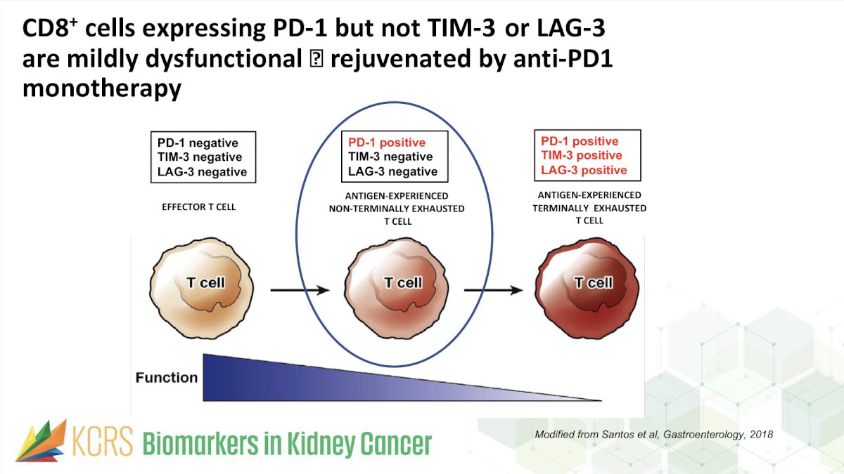 Moreover, levels of CD8+&nbsp;tumor-infiltrating cells (TIC) expressing PD-1 but not TIM-3 and LAG-3 (IF) have been assessed as potential biomarkers of response to anti-PD-1 therapy.