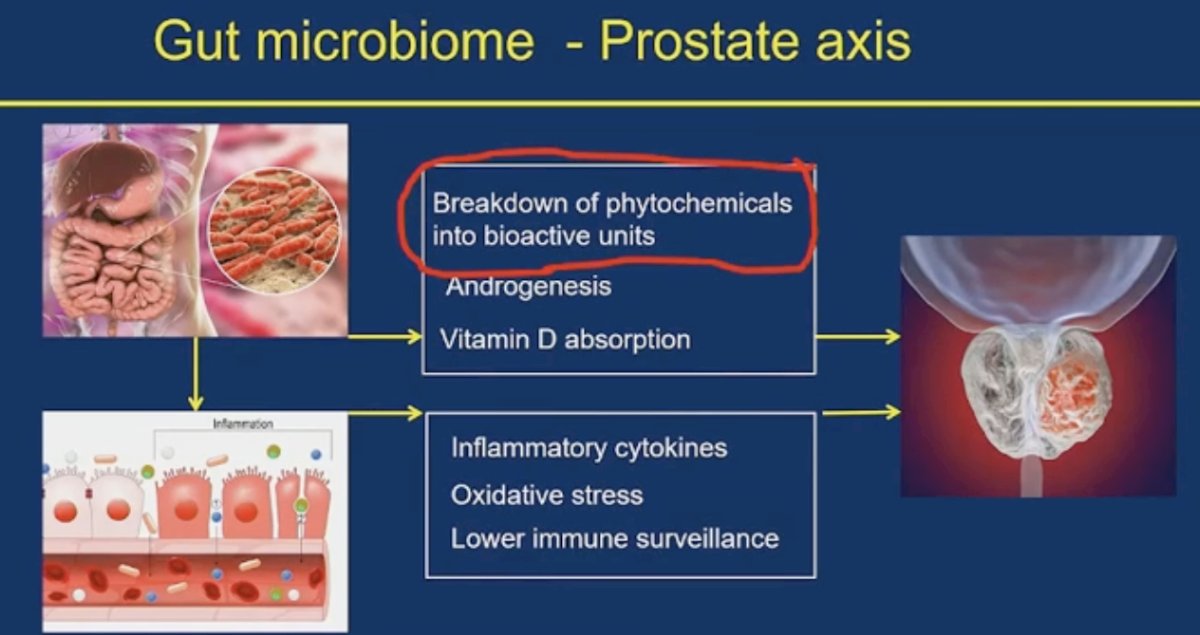 Dr. Thomas noted that the "gut-prostate axis" is increasingly being recognised as an influencer of prostate cancer (PCa) incidence and progression via its effect on inflammation, oxidative stress, and immune surveillance. Murine models have shown that improving the gut microbiome can delay cancer progression.