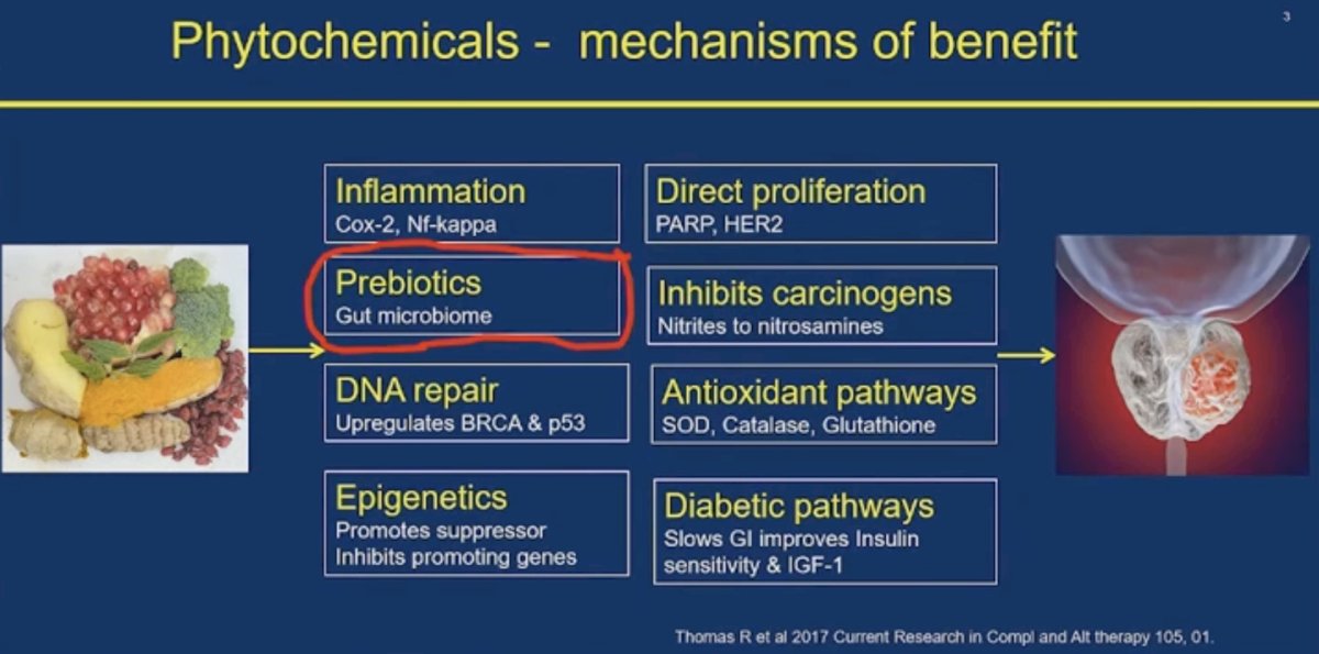 Boosting phytochemical rich foods have previously been shown to inhibit prostatic-specific antigen (PSA) progression in men with indolent PCa and are potent prebiotics, working in synergy with lactobacillus probiotics, and vitamin D. Until now, no study has evaluated this dietary combination in men with PCa.