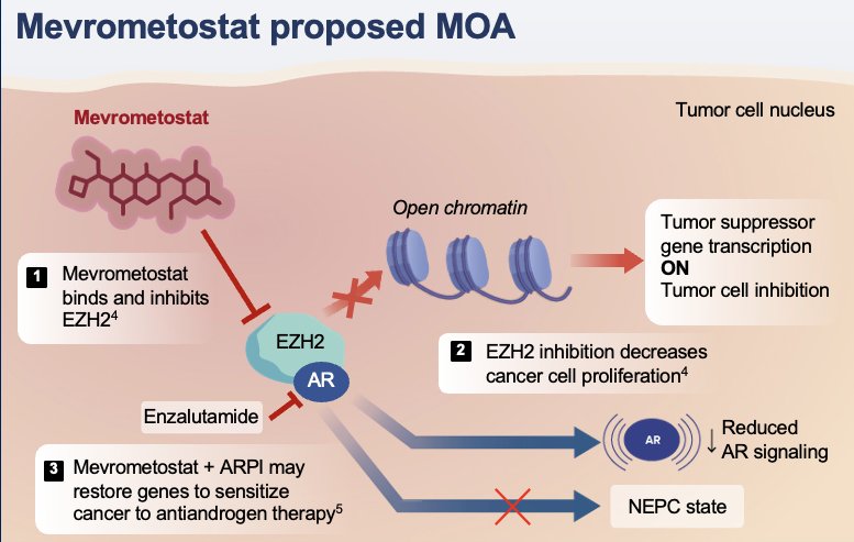 Mevrometostat is a selective EZH2 inhibitor.2 Dose exploration of mevrometostat + enzalutamide + ADT in mCRPC patients has shown