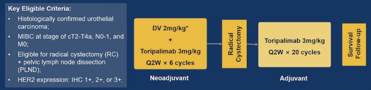 Key eligibility criteria included previously untreated muscle invasive bladder cancer (cT2-4aN0-1M0) with HER2 expression (IHC ≥1+ by local test), and eligible for curative-intent radical cystectomy and pelvic lymph node dissection. Patients received disitamab vedotin (2 mg/kg) + toripalimab (3 mg/kg) every 2 weeks for 6 cycles in the neoadjuvant phase. After radical cystectomy and pelvic lymph node dissection, patients received adjuvant toripalimab (3 mg/kg every 2 weeks) for up to 20 cycles: