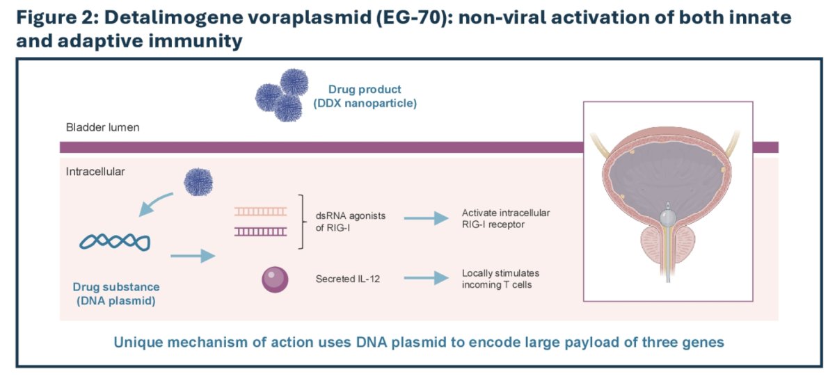 Detalimogene voraplasmid is a novel, investigational, non-integrating, non-viral genetic medicine-based immunotherapy carrying a plasmid that simultaneously expresses IL-12 and regulators of RIG-I. This simulates innate and adaptive immunity