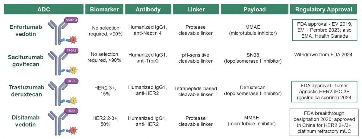The key antibody drug conjugates in metastatic urothelial cancer include enfortumab vedotin, sacituzumab govitecan, trastuzumab deruxtecan, and disitamab vedotin:&nbsp;