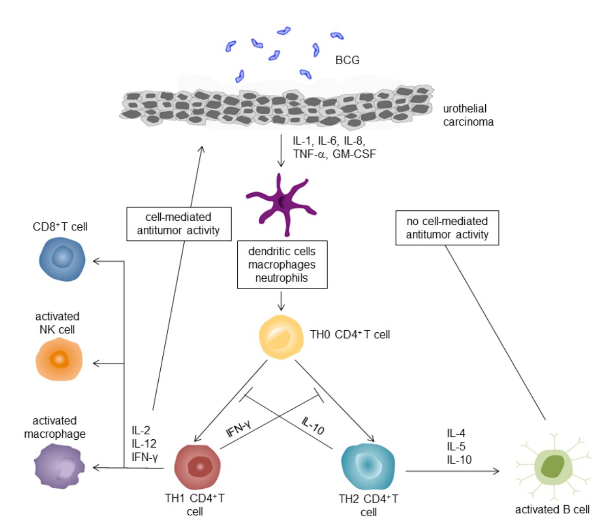  cancer and a presentation by Dr. Trinity Bivalacqua discussing that BCG harnesses local immunomodulators for maximal impact. Dr. Bivalacqua started his presentation by highlighting the proposed intravesical BCG mechanism of action