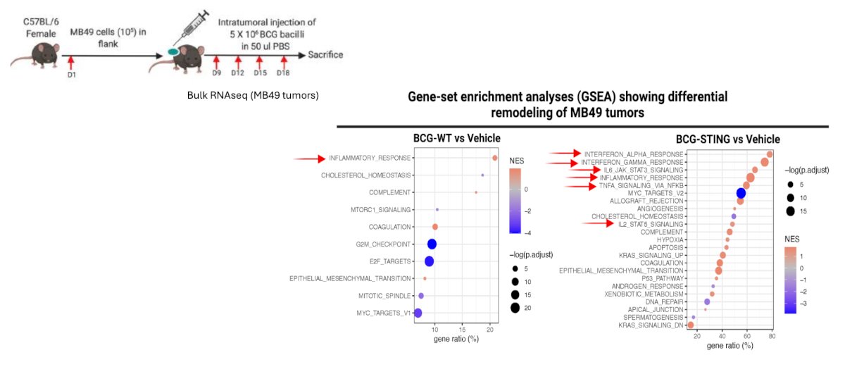 Moreover, BCG-STING treated immunogenic urothelial tumors are highly inflamed: