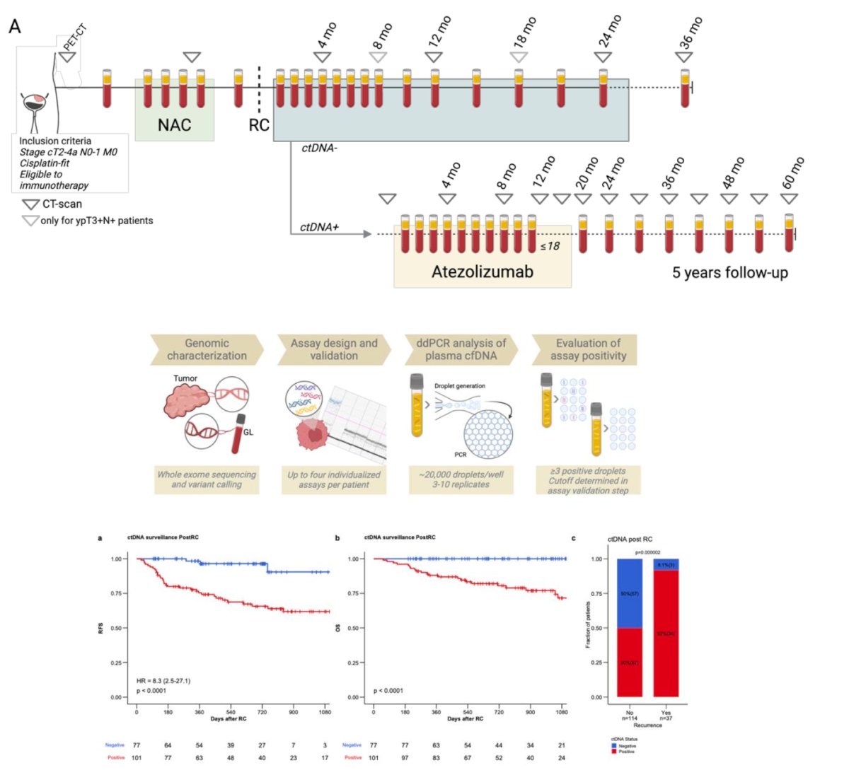 Patients underwent serial ctDNA testing postoperatively, and those with detectable ctDNA were recommended one year of atezolizumab therapy. The study demonstrated that patients with positive ctDNA post-RC who were under surveillance had significantly shorter survival.