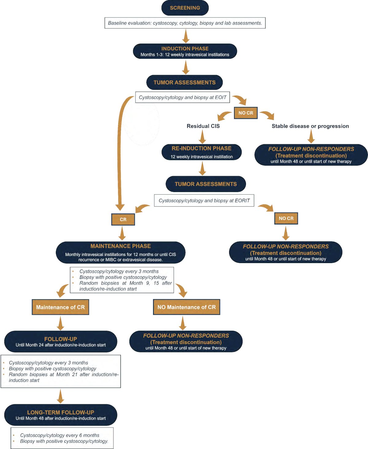 Tumor response is evaluated by cystoscopy and cytology at the end of the induction/re-induction, every 3 months for up to 24 months during the maintenance/follow-up, and every 6 months for an additional two years (long-term follow-up). Biopsies are performed at the end of the induction/re-induction and in case of positive cystoscopy/cytology during treatment and follow-up. Random biopsies are conducted at 9, 15, and 21 months in responding patients.&nbsp;