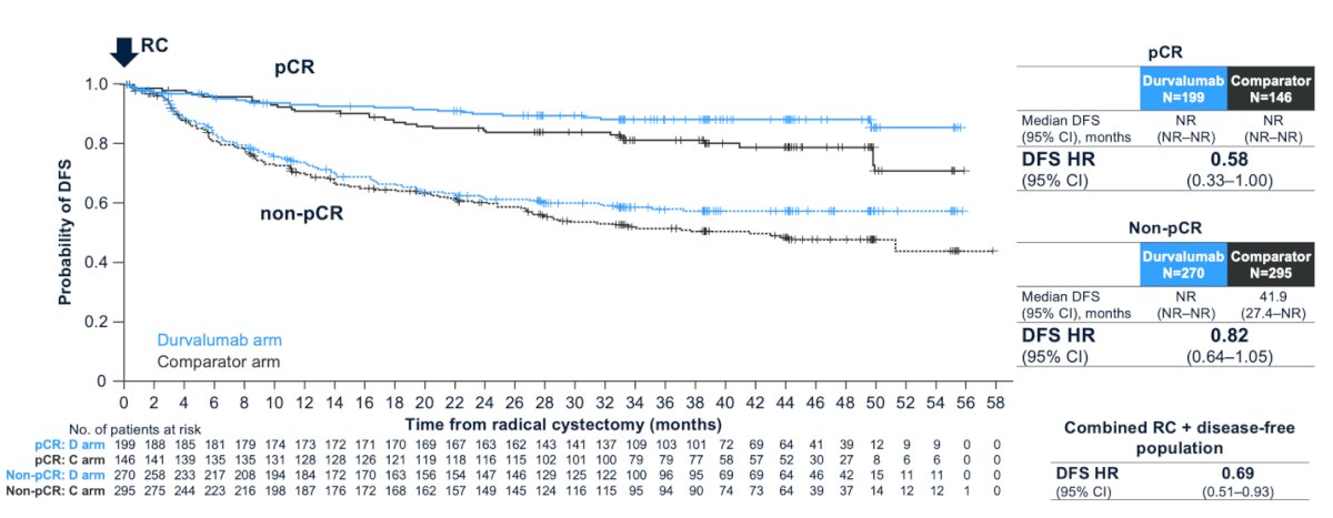 Notably, perioperative durvalumab plus NAC improved DFS in both the pCR group (HR, 0.58; 95% CI, 0.33–1.00) and the non-pCR group (HR, 0.82; 95% CI, 0.64–1.05), with both DFS curves separating early.