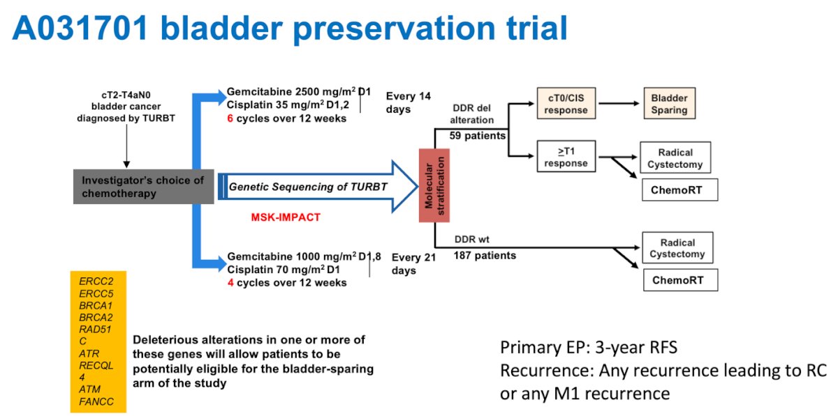 The protocol incorporates genetic sequencing of TURBT specimens, and if DDR alterations are present and a cT0 or CIS response is achieved after chemotherapy, patients are offered bladder-sparing management. The primary endpoint is 3-year recurrence-free survival (RFS), defined as any recurrence leading to radical cystectomy or any distant (M1) recurrence. The study design is shown below.