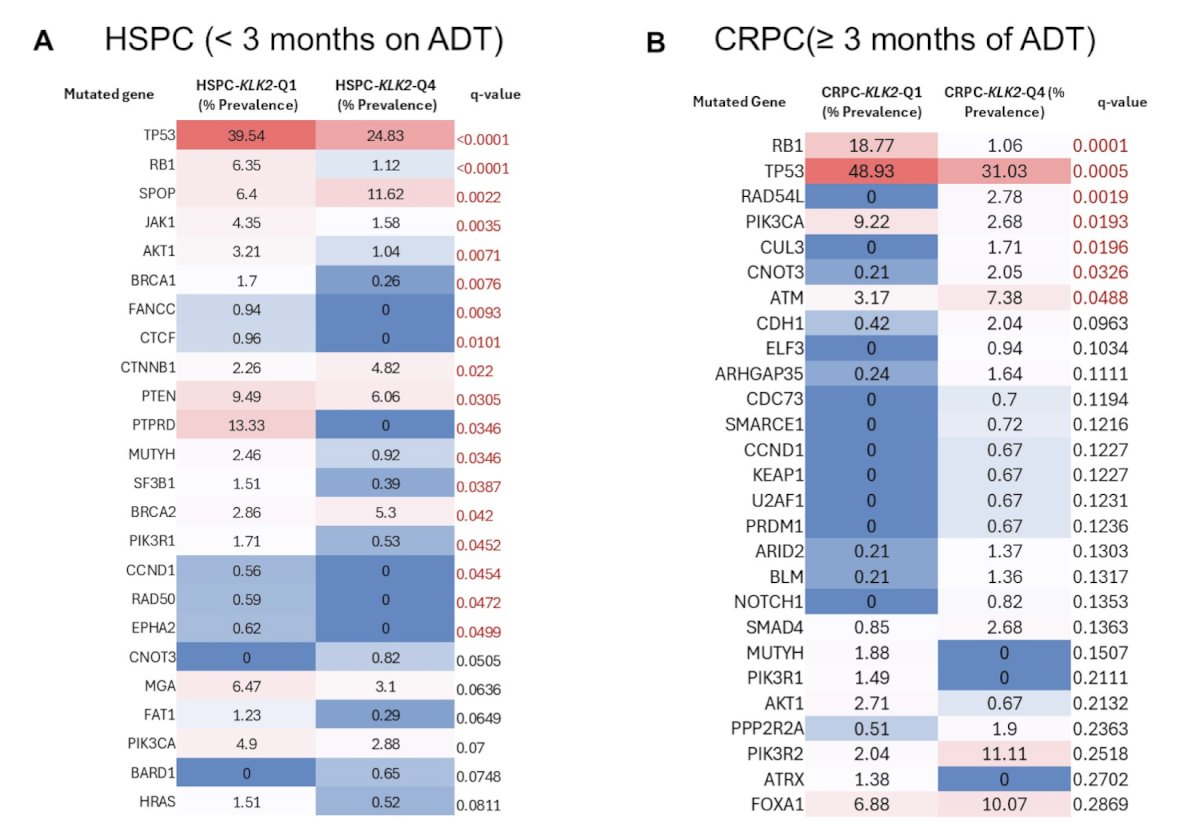 KLK2 expression was higher in HSPC (n = 1504) versus CRPC (n = 4519) tumors (1.78 Log2[TPM+1], p < 0.001). Among HSPC, KLK2-high tumors had decreased&nbsp;TP53,&nbsp;RB1,&nbsp;AKT1,&nbsp;BRCA1&nbsp;and increased&nbsp;SPOP,&nbsp;CTNNB1,&nbsp;PTEN,&nbsp;BRCA2&nbsp;mutations. CRPC tumors with high KLK2 had decreased&nbsp;RB1,&nbsp;TP53,&nbsp;PIK3CA&nbsp;and increased&nbsp;RAD54L&nbsp;and&nbsp;ATM&nbsp;mutations compared to low tumors: