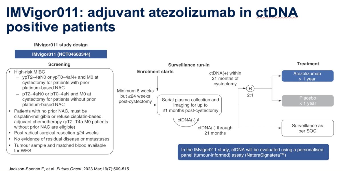 IMvigor011 is a biomarker-selected, randomized phase III trial evaluating adjuvant atezolizumab in patients with MIBC who are ctDNA-positive following RC. Eligible patients must be ctDNA+ within 21 months of surgery and are randomized to receive either atezolizumab or placebo. The trial is specifically designed to assess the utility of ctDNA as a biomarker for guiding adjuvant immunotherapy. The study design is illustrated below.