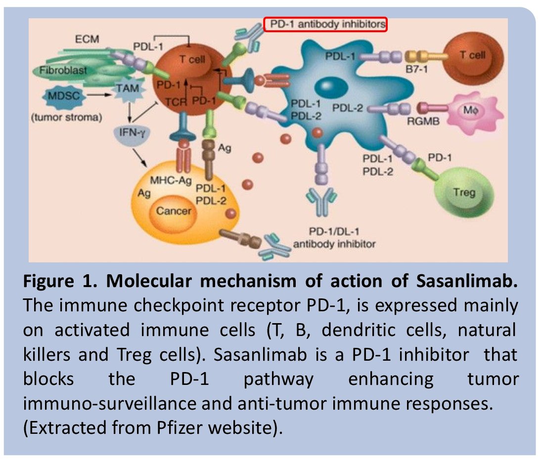 MIBC represents a significant clinical challenge due to its aggressive nature and high risk of progression.1 Neoadjuvant cisplatin-based chemotherapy followed by radical cystectomy remains a standard of care therapy for MIBC patients. Bladder preservation strategies are being increasingly explored, aiming to improve quality-of-life outcomes, without compromising oncologic outcomes.2 This study aims to evaluate a bladder-sparing approach using sasanlimab, a PD-1 inhibitor, as maintenance therapy following neoadjuvant chemotherapy in select patients.