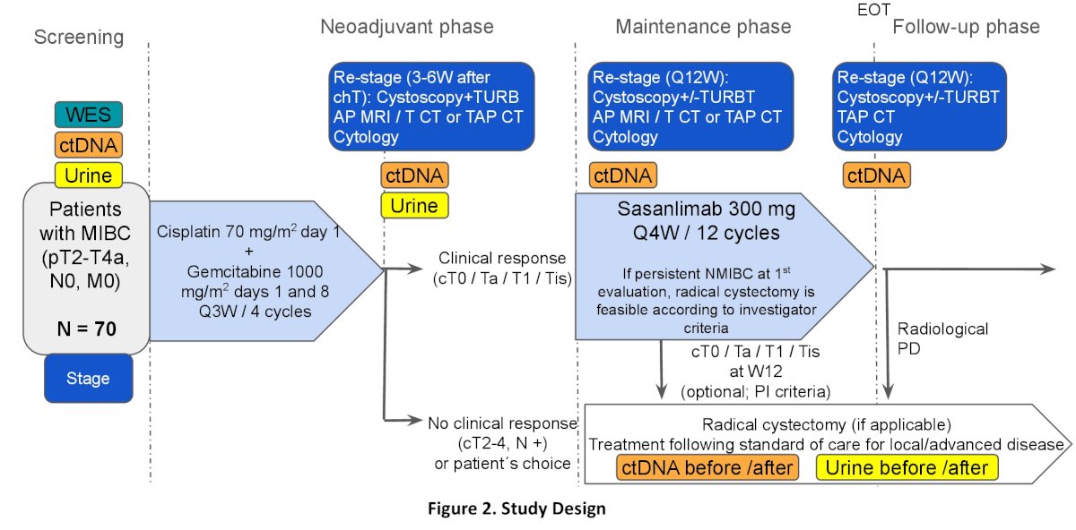 Dr. Sevillano highlighted that this study introduces an innovative approach to bladder cancer management by integrating urinary tumor DNA (utDNA) and blood-based circulating tumor DNA (ctDNA) monitoring as an additional tool to confirm the presence of a clinical complete response.