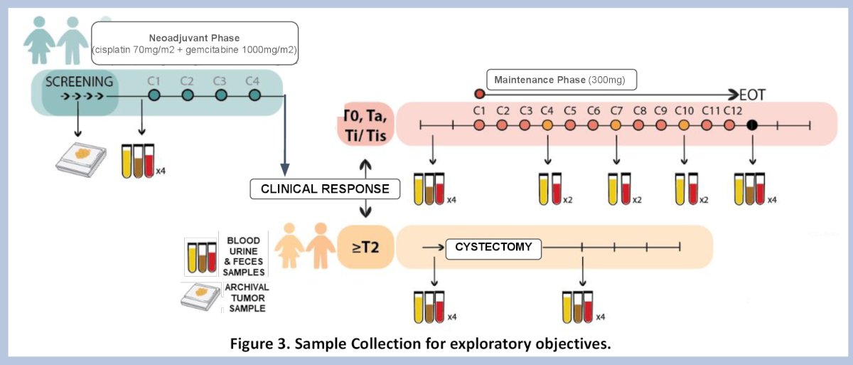 This integrative approach aims to validate molecular response as a surrogate for clinical complete response, guide personalized bladder-sparing strategies, and uncover mechanisms of resistance.