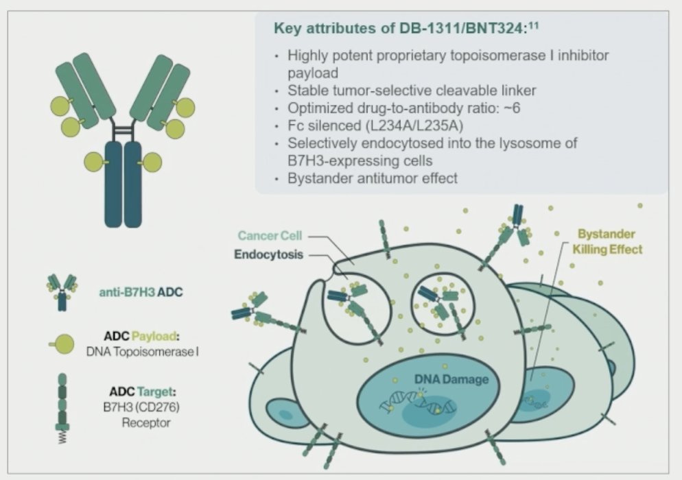 As the incidence rate of prostate cancer is increasing, there is a high unmet need for effective therapy for patients with heavily pretreated CRPC. B7H3 is an immunoregulatory protein that is highly expressed in CRPC and correlates with a poor prognosis. B7H3 antibody drug conjugates have reported early clinical activity in CRPC, including DB-1311/BNT324, an investigational B7H3 antibody drug conjugates that received FDA Fast-Track Designation for previously treated CRPC:&nbsp;