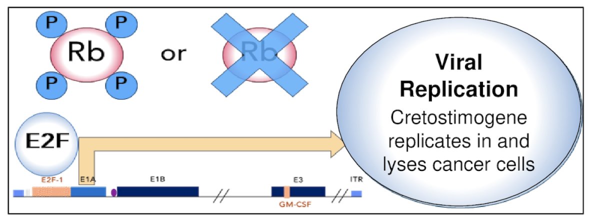 Cretostimogene grenadenorepvec is an oncolytic immunotherapy with a dual mechanism of action. It selectively replicates in and lyses bladder cancer cells with Rb-E2F pathway alterations. The subsequent release of virus- and tumor-specific antigens initiate antitumor immune activation which is further amplified by the GM-CSF transgene: