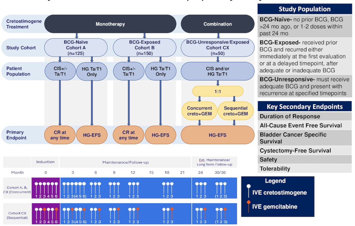&nbsp;Cohort CX, recently added, will evaluate safety and high-grade event free survival of cretostimogene in combination with intravesical gemcitabine, either concurrent (Arm 1) or sequential (Arm 2) in BCG-exposed and BCG-unresponsive patients.&nbsp;The combination is believed to leverage complementary mechanisms and potential immune modulating synergy to enhance outcomes: