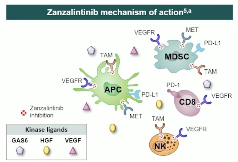 Zanzalintinib (XL092) is a novel, oral, multi-targeted TKI of VEGFR, MET, and TAM kinases (TYRO3, AXL, MER), with a short half-life that may have an improved therapeutic index: