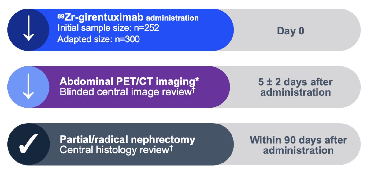 The ZIRCON trial was a prospective, open-label, multicenter, phase 3 trial that demonstrated the high diagnostic performance and favorable safety and tolerability profile of 89Zr-DFO-girentuximab PET [8]. Patients with an indeterminate renal mass ≤7 cm (cT1) suspicious for clear cell RCC and who were scheduled for partial or radical nephrectomy received a single dose of 37 MBq (±10%) 89Zr-DFO-girentuximab intravenously followed by abdominal PET/CT imaging 5 ± 2 days later: