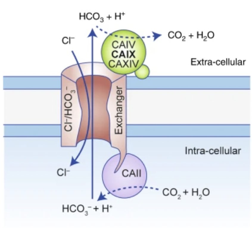 Carbonic anhydrase IX (CAIX) is a transmembrane glycoprotein involved in&nbsp;oxygen-sensing pathways and a regulator of&nbsp;extracellular pH, which has a low expression in normal tissue but is expressed in ~95% of clear cell RCC: