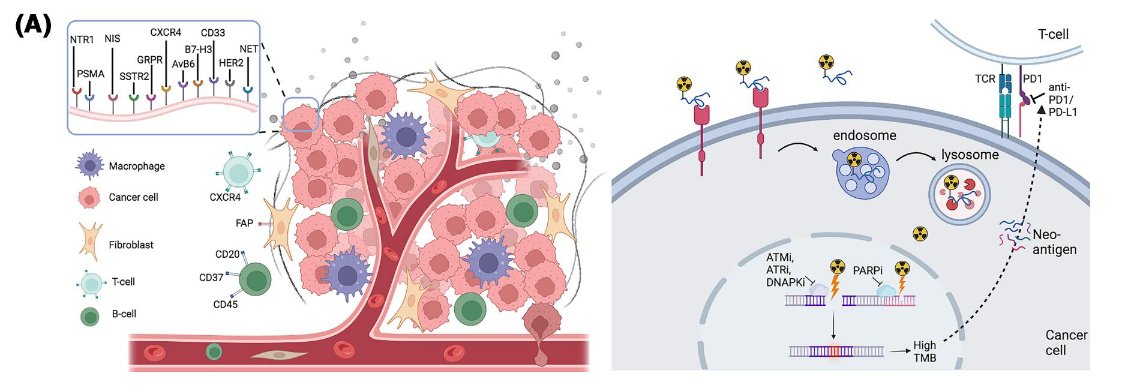 The tumor microenvironment plays a critical role in shaping theranostic response. As illustrated, radioligands not only bind to cancer cell surface targets such as PSMA, GRPR, or CXCR4, but also interact within a complex ecosystem of macrophages, fibroblasts, and immune cells. Once internalized, radioligands generate DNA damage that can be potentiated by agents like PARP or ATR inhibitors, increasing tumor mutational burden and the release of neoantigens. This, in turn, may enhance immunogenicity and response to immune checkpoint blockade. Understanding this interplay between radioligand therapy, DNA damage response pathways, and immune modulation is key to advancing combination strategies and optimizing patient outcomes.
