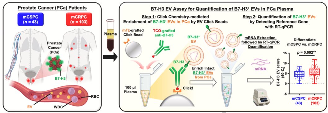 In an era where radioligand therapies, antibody-drug conjugates, and T-cell engagers are expanding prostate cancer treatment, EV-based liquid biopsies may help identify new therapeutic pathways. His team has developed a rapid assay to isolate&nbsp;B7-H3–expressing EVs