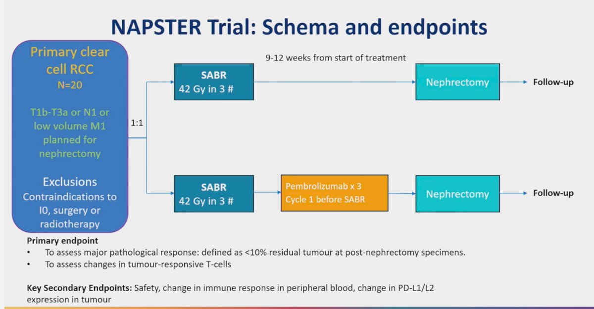 Finally, both trials confirmed that SBRT is generally safe and well tolerated. Dr. Tang noted that he counsels patients about the possibility of a one-quarter decline in renal function, consistent with the observed creatinine increases in 24.5% of patients, particularly those with a solitary kidney. Grade 3–4 gastrointestinal events were rare, occurring in only one patient in each study, both with tumors adjacent to the duodenum or colon. Overall, grade 3 toxicities were reported in 7.7%, with no grade 4 or 5 events, aligning with the safety profile seen in the meta-analysis. Localized RCC- Neoadjuvant Dr. Tang next discussed the NAPSTER trial, presented by Dr. Ali, a randomized phase II study enrolling 20 patients with primary clear cell RCC (T1b–T3a, N1, or low-volume M1) planned for nephrectomy. Patients were randomized to receive SABR alone (42 Gy in three fractions) or SABR combined with three cycles of neoadjuvant pembrolizumab, administered prior to surgery. The primary endpoint was major pathological response, defined as <10% residual tumor at nephrectomy, along with evaluation of tumor-responsive T cells. Secondary endpoints included safety, immune correlates, and PD-L1/L2 expression.