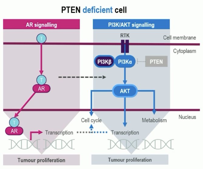 Capivasertib is a potent, selective inhibitor of all three AKT isoforms (AKT1/2/3). Phase 2/3 studies have demonstrated a benefit for ipatasertib + abiraterone in PTEN deficient mCRPC.2,3