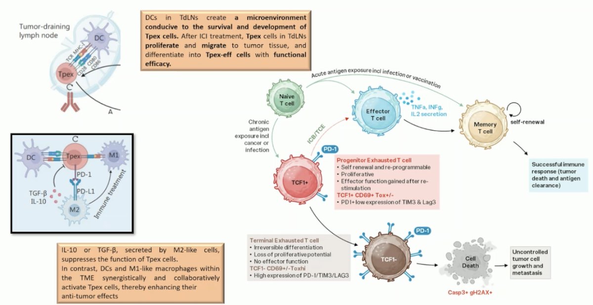 Chronic antigen exposure in cancer leads to T-cell exhaustion a state where T cells lose their proliferative and effector capacity while upregulating inhibitory receptors like PD-1, TIM3, and LAG3. Maintaining longer dosing intervals, such as the Q6W schedule, may help preserve progenitor exhausted T cells (TCF1⁺), which can still renew and regain function upon reactivation. This balance between activation and rest is a finely regulated process involving other immune cells, including dendritic cells in tumor-draining lymph nodes as shown in the figure below.