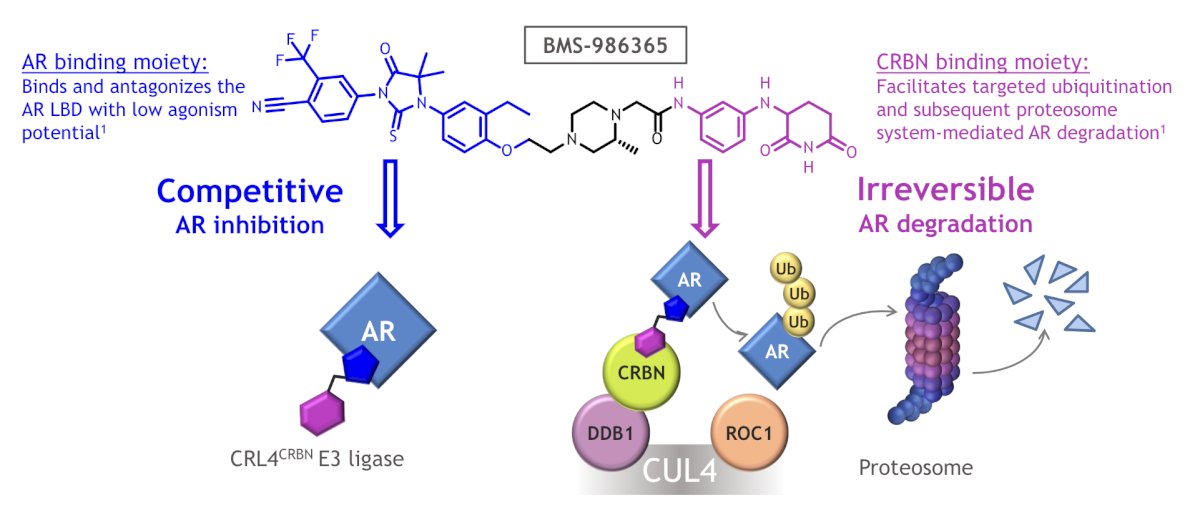 Dr. Bernard-Tessier then discussed BMS-986365, which is an androgen receptor degrader and antagonist. This agent is a heterobifunctional, oral therapy designed to inhibit androgen receptor activity via a first-in-class dual mechanism of androgen receptor degradation and antagonism: