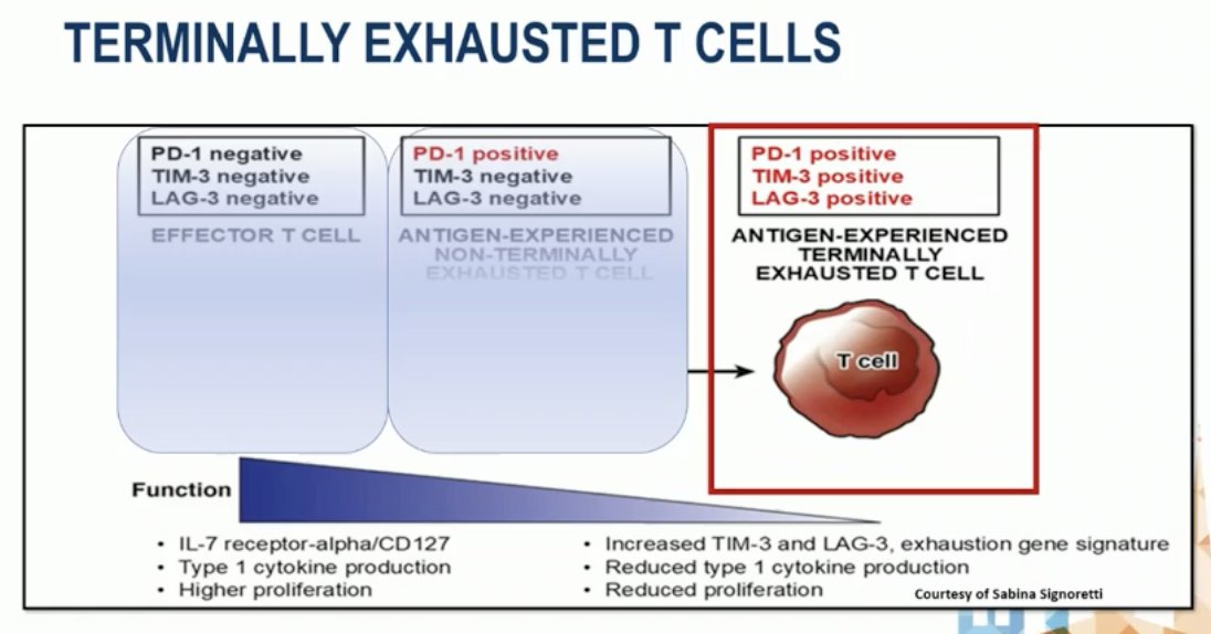 She explained that this phenotype reflects chronic antigen exposure, leading to functional decline despite the presence of immune activation markers—underscoring the challenge of reversing exhaustion in the tumor microenvironment and the potential role of LAG-3 blockade to restore T-cell function in RCC as shown in the figure below.