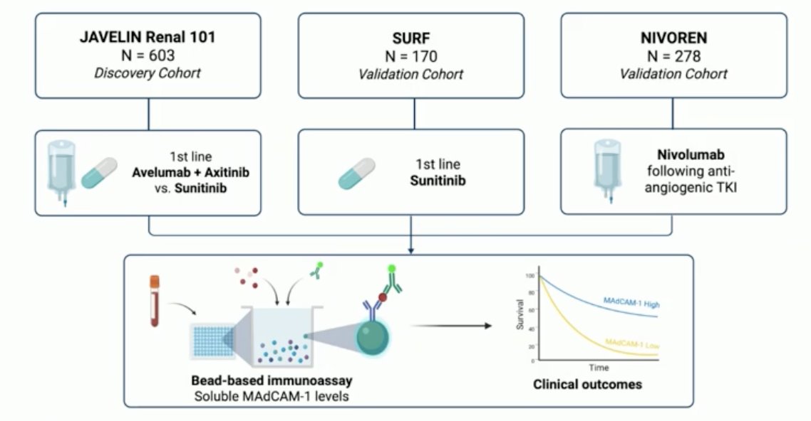 Building on these findings, Dr. Machaalani and colleagues sought to investigate whether soluble MAdCAM-1 levels could serve as a predictive biomarker for clinical outcomes in patients with metastatic RCC. To address this, they analyzed three cohorts: the discovery cohort from JAVELIN Renal 101 (n=603; avelumab + axitinib vs sunitinib) and two validation cohorts—SURF (n=170; first-line sunitinib) and NIVOREN (n=278; nivolumab following prior anti-angiogenic therapy). (1-3) Soluble MAdCAM-1 levels were quantified using a bead-based immunoassay and correlated with clinical outcomes, including survival, across all three datasets.