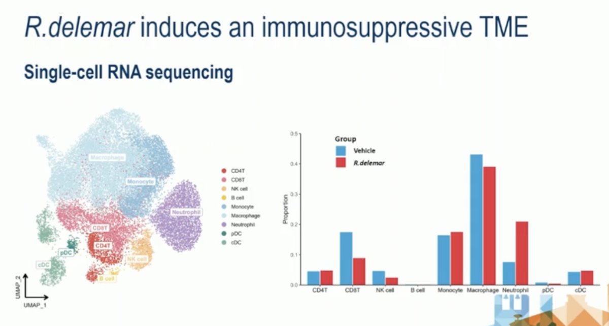 Furthermore, single-cell RNA sequencing of 45 murine RCC tumors demonstrated that R. delemar exposure led to a significant increase in macrophage and neutrophil populations within the tumor microenvironment, along with a relative reduction in CD8⁺ T cells. These changes indicate that R. delemar fosters an immunosuppressive tumor microenvironment (TME), potentially facilitating immune evasion and accelerating tumor progression.