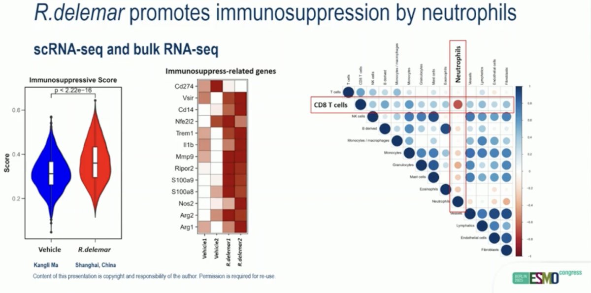 Dr. Ma highlighted that R. delemar promotes immunosuppression primarily through neutrophil activity. Both scRNA-seq and bulk RNA-seq analyses showed significantly higher immunosuppressive scores in R. delemar-treated tumors, with upregulation of genes such as Cd274, Il1b, S100a9, and Arg1. The strongest interaction was observed between neutrophils and CD8⁺ T cells, indicating that R. delemar may suppress antitumor immunity by enhancing neutrophil-driven immunosuppressive signaling within the tumor microenvironment.