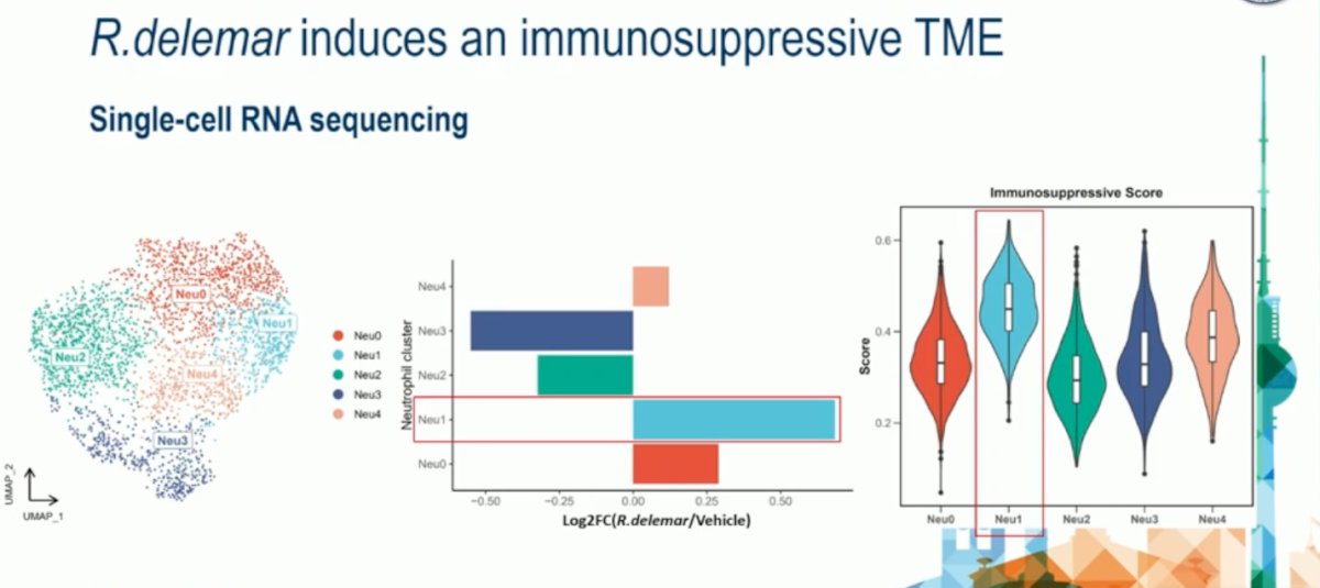 They observed that R. delemar specifically expanded the Neu1 neutrophil cluster, which displayed the highest immunosuppressive score compared to other neutrophil clusters. This finding suggests that R. delemar promotes the development of a distinct neutrophil population with potent immunosuppressive activity, further contributing to an immune-exhausted tumor microenvironment that facilitates ccRCC progression.