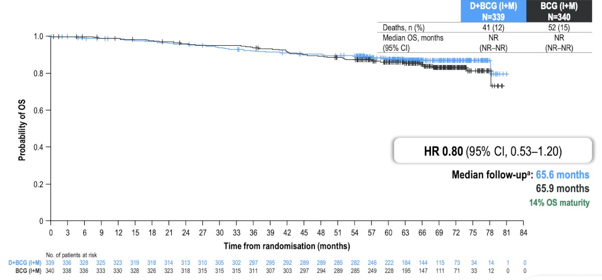 No evidence of overall survival detriment was seen with durvalumab + BCG (induction + maintenance) versus BCG (induction + maintenance) (descriptive analysis: HR 0.80, 95% CI 0.53–1.20):