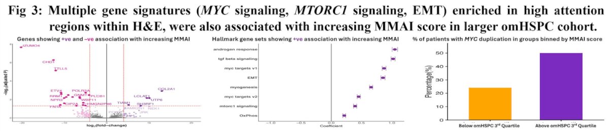 Hallmark gene set analysis demonstrated positive associations with MYC targets, EMT, angiogenesis, and TGF-beta signaling. Tumor microenvironment analysis revealed that higher MMAI scores correlated positively with fibroblast infiltration and negatively with T-cell and NK-cell signatures.