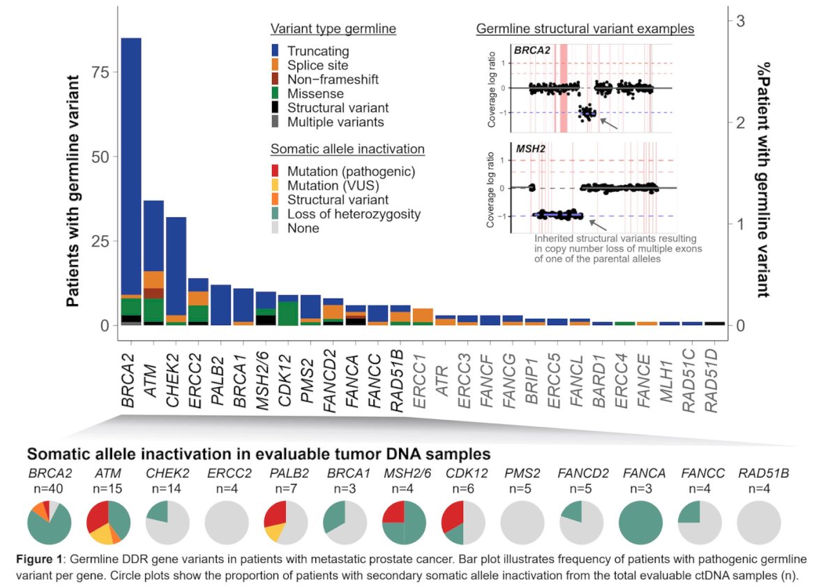 Among 269 germline variant carriers, 11 patients (4%) harbored a germline structural variant ranging in size from 38 bp to 29.4 kb. Structural variants accounted for a substantial proportion of alterations in certain genes, including 3 of 10 (30%) MSH2/MSH6 variants and 2 of 6 (33%) FANCA variants, compared with 2 of 85 (2%) BRCA2 variants, highlighting gene-specific differences in the contribution of structural events to germline DDR alterations.