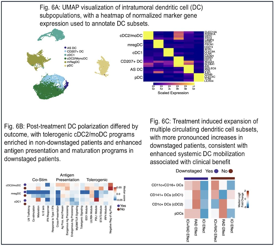Another subset exhibited robust dendritic cell expansion associated with activated CD4+ T-cell responses, suggesting multiple immune pathways contributing to the response.