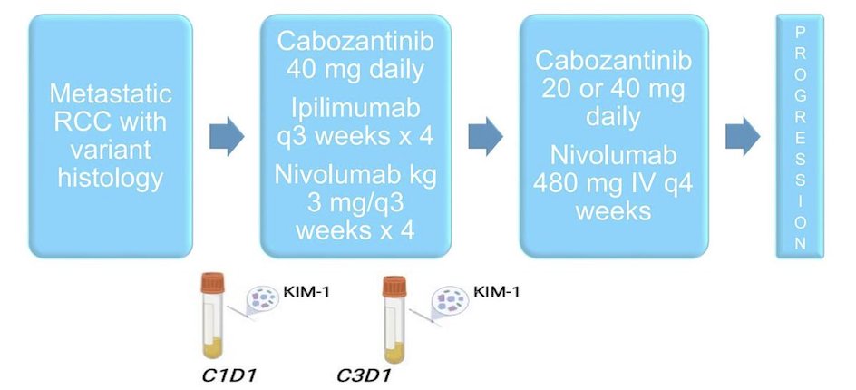 Patients with RCC with divergent histologies were treated with cabozantinib, nivolumab and ipilimumab with the following trial schema:
