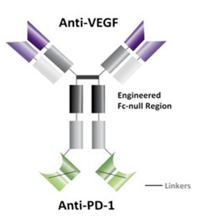 Ivonescimab is a first-in-class tetravalent bispecific antibody targeting PD1/PD-L1 and VEGF/VEGFR signaling, simultaneously inhibiting two key mechanisms of metastatic clear cell RCC pathogenesis: immune escape and angiogenesis.