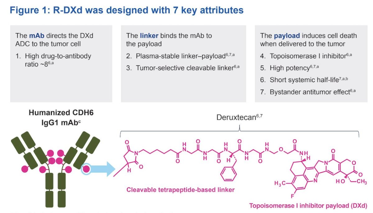 Cadherin-6 (CDH6), a transmembrane protein involved in cell–cell adhesion and epithelial–mesenchymal transition, is overexpressed in many cancer types.&nbsp;Raludotatug deruxtecan is an anti-CDH6 antibody–drug conjugate composed of a humanized CDH6 antibody covalently linked to a potent topoisomerase I inhibitor payload (DXd) via a plasma-stable linker:&nbsp;