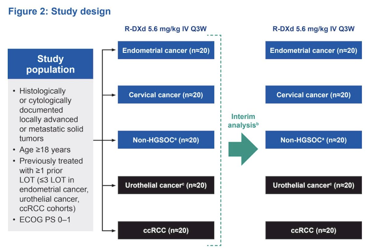 Approximately 40 patients will be enrolled into each cohort to receive raludotatug deruxtecan 5.6 mg/kg IV every 3 weeks until disease progression per RECIST 1.1, unacceptable toxicity, death, or other reason per protocol. In each cohort, a nonbinding futility interim analysis will be conducted after 20 patients complete a minimum of 12 weeks of follow-up, the results of which may determine whether the remaining (~20) patients will be treated: