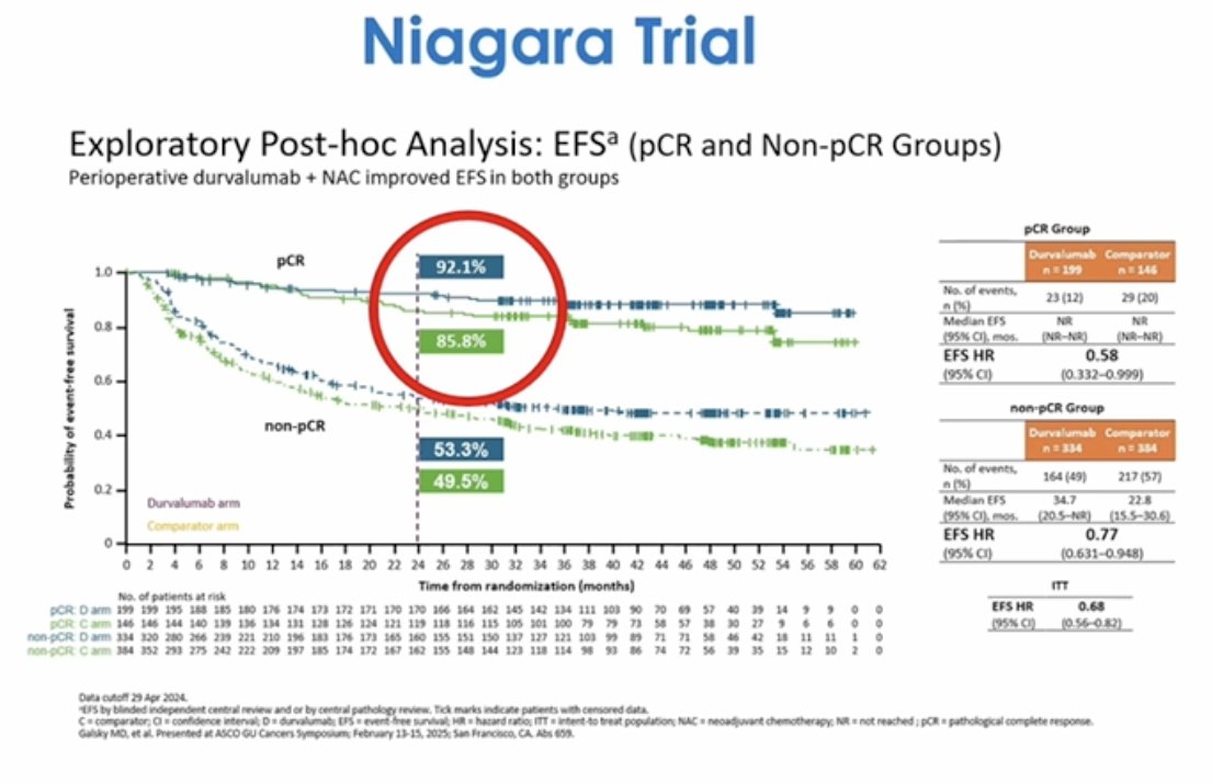 Importantly, exploratory analyses from NIAGARA evaluating event-free survival (EFS) according to pathologic response demonstrated the strong prognostic significance of a complete response. In patients achieving pCR, EFS was approximately 92.1% in the durvalumab arm compared with 85.8% in the comparator group. In contrast, among patients without pCR, event-free survival was substantially lower, approximately 53.3% versus 49.5%. These findings underscore that achieving a complete response identifies a group of patients with excellent long-term outcomes, facilitating potential bladder-sparing approaches.