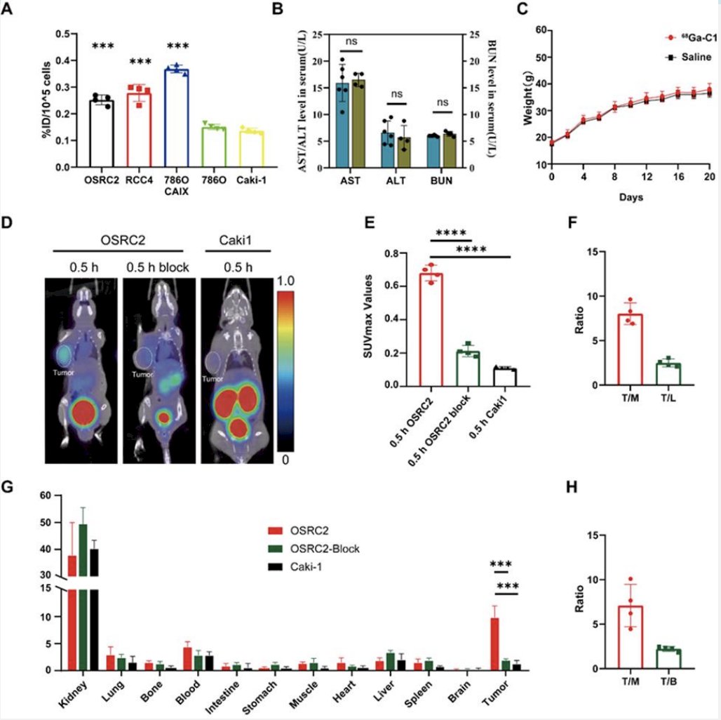 In the preclinical study, 68Ga-C1 showed high afﬁnity to CAIX, speciﬁc uptake in CAIX-positive cell lines and xenograft mouse models, suitable pharmacokinetic and safety proﬁles:&nbsp;