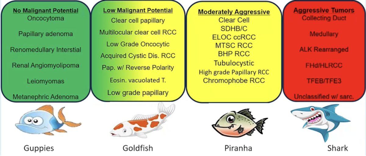 Management should not be driven by appearance, as size does not tell the whole story. RCC subtypes have different biological potential, and size, invasiveness, and metastatic potential varies. Dr. Shuch breaks these categories down into the guppies (no malignant potential), goldfish (low malignant potential), piranhas (moderately aggressive), and sharks (aggressive tumors):