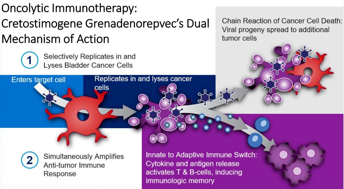 Cretostimogene grenadenorepvec is an oncolytic immunotherapy designed to replicate in bladder cancer cells with Rb-E2F pathway alterations: