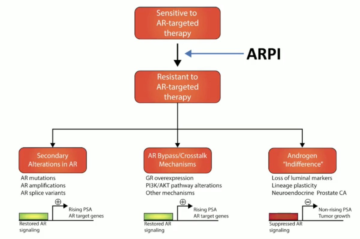 The treatment emergence of neuroendocrine prostate cancer occurs after androgen receptor therapies:&nbsp;